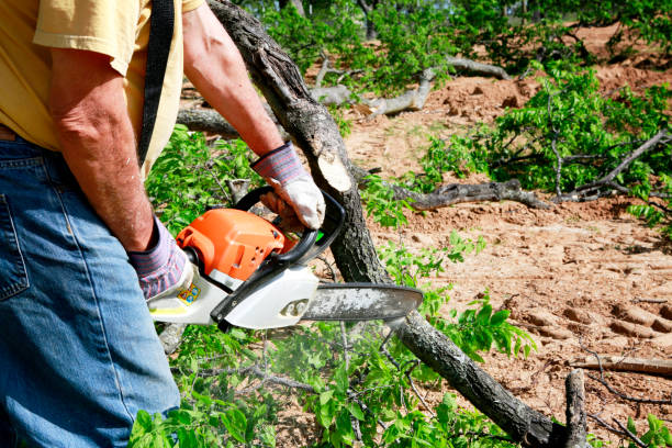 Best Hazardous Tree Removal  in Olivarez, TX